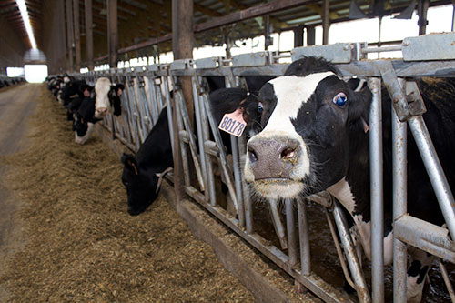 Cow eating in freestall barn