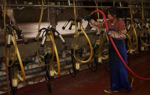 Hispanic milker