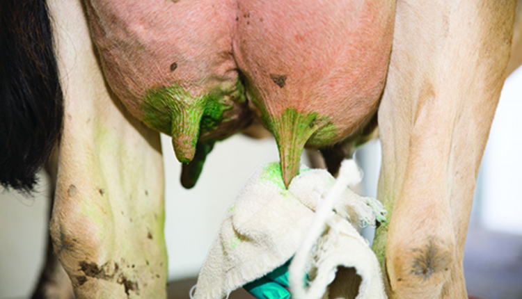 cow's udder