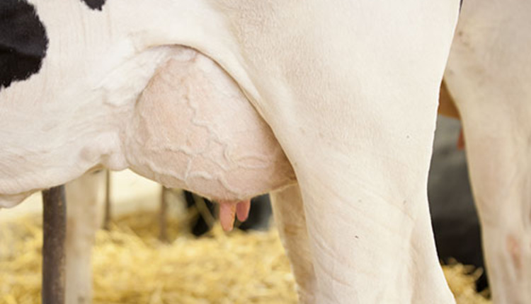 healthy udder