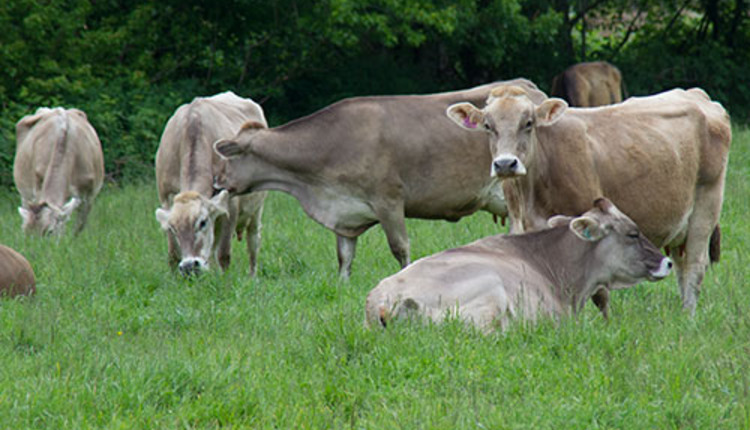Brown Swiss cows