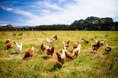 chickens on pasture