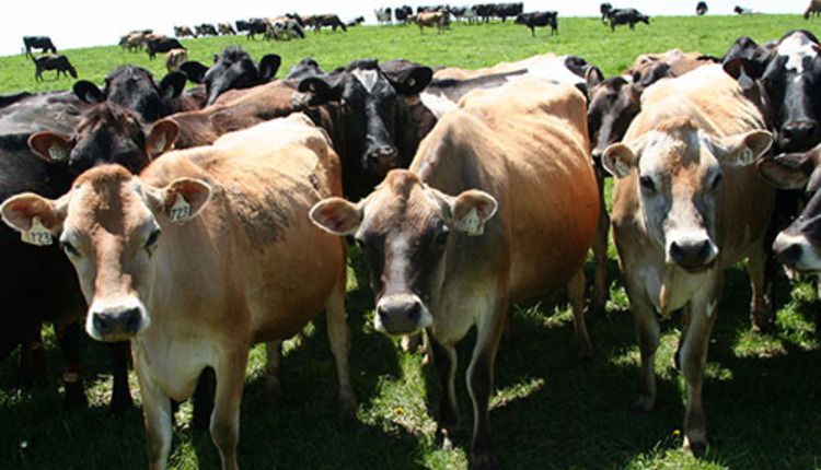 organic grazing dairy