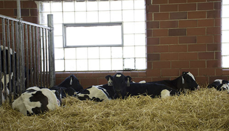 calves