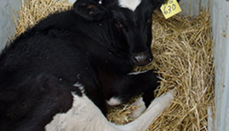 calf in straw-bedded pen