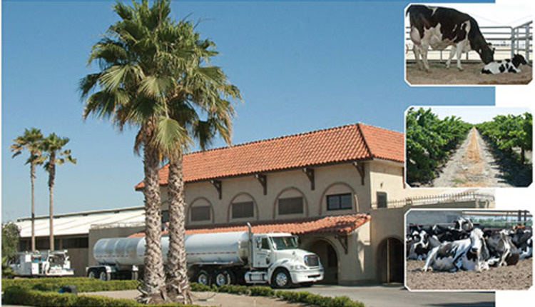 Maddox Dairy