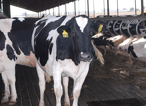 Holsteins