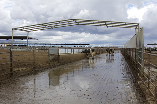misters above feedbunk