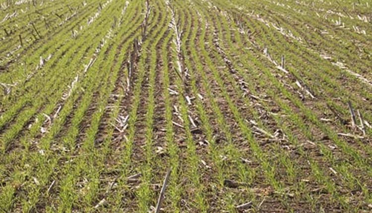 cover crop