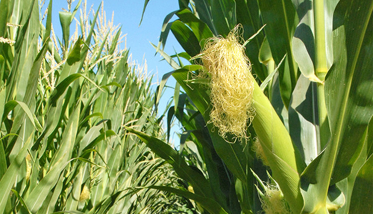 corn
