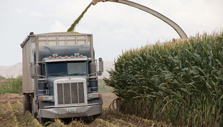 chopping corn silage