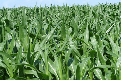 corn growing