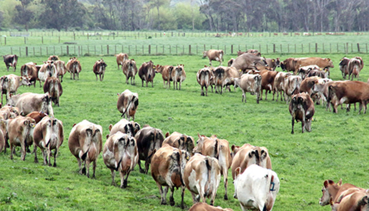 New Zealand dairy farm
