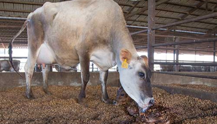 Jersey cow and newborn calf