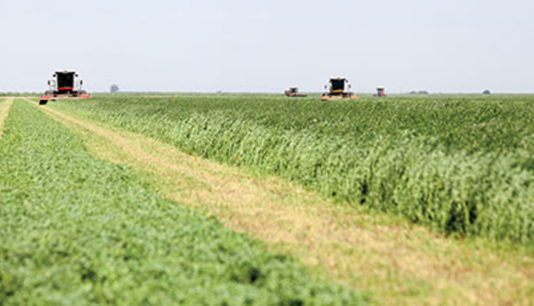 cutting alfalfa