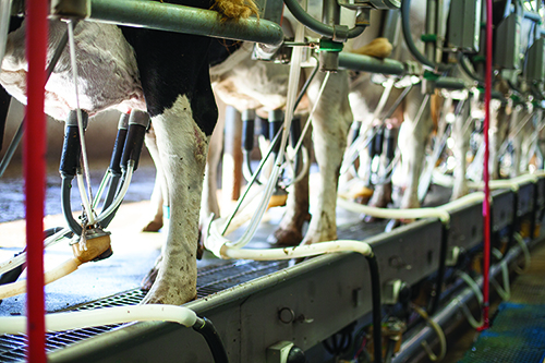 cows being milked
