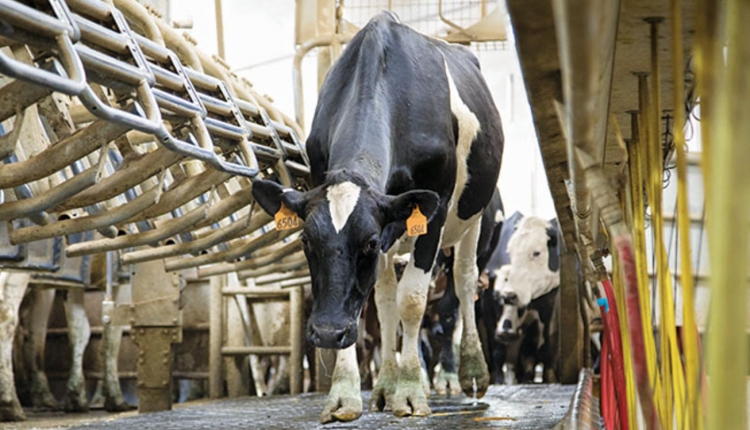 Many Sick Cows Need Fluid Therapy