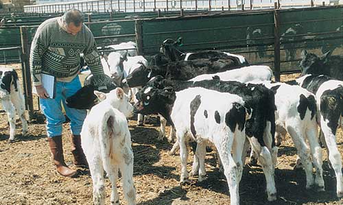 calves in pen