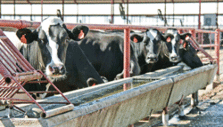 cows at trough