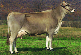 Brown Swiss cow B