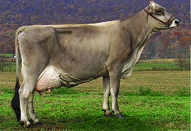 Brown Swiss cow C