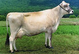 Brown Swiss cow D
