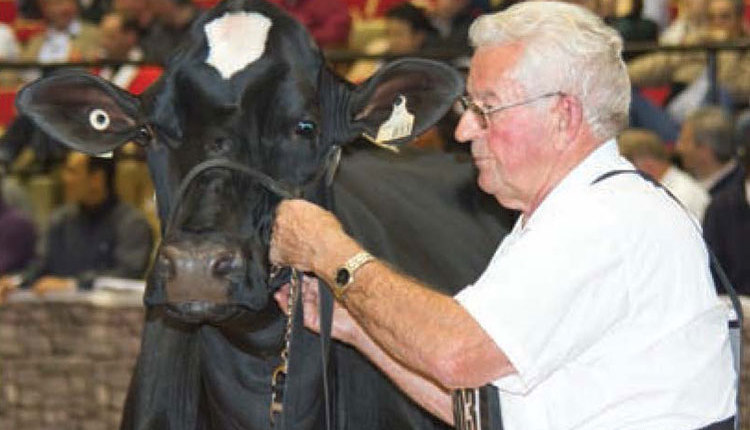 Bert Stewart leading a Holstein at World Dairy Expo