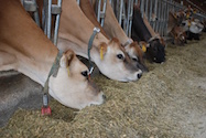 cows