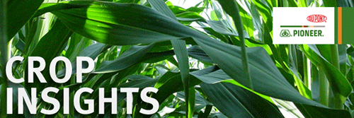 Crop Insight picture
