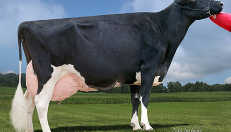 Gigi, Holstein cow