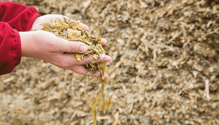 corn silage