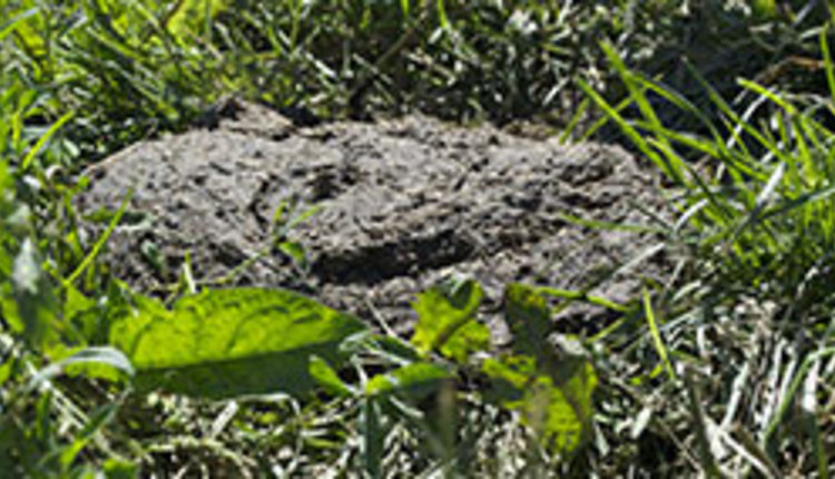 manure