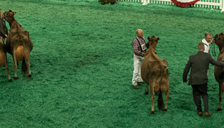 Grand Champion Jersey Champion