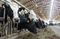 Cows