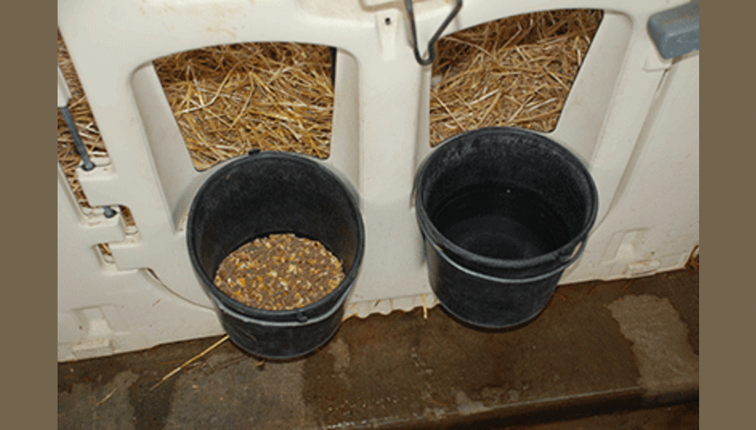 feeding purina