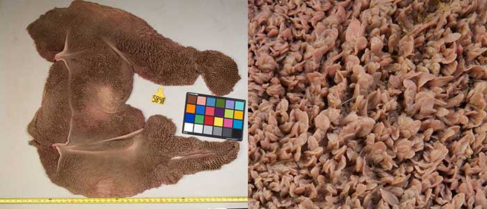 rumen of calf fed a high grain ration