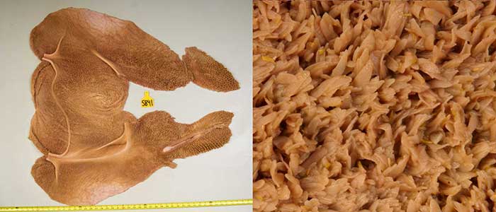 rumen of calf fed a low grain ration