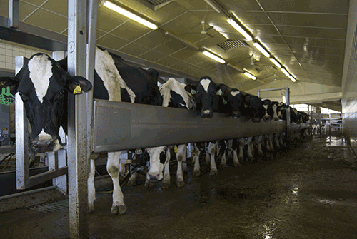 Regancrest milking parlor