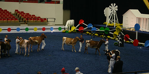 showmanship contest