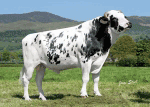 Picston Shottle