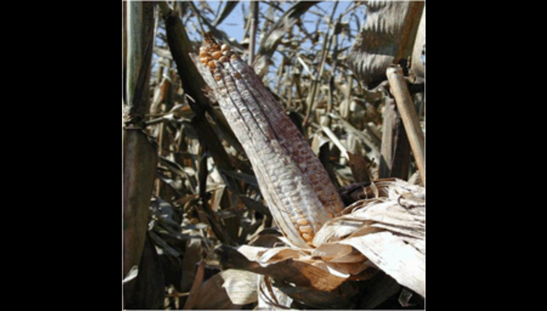 ear of corn with aflatoxin