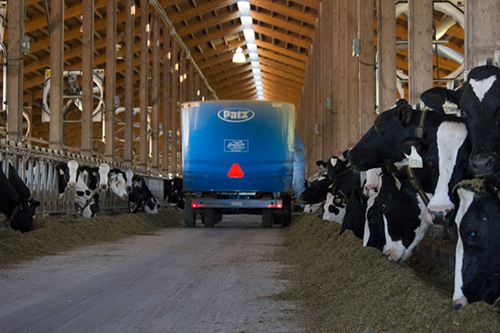 feeding cows