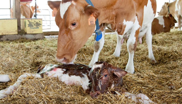 calving