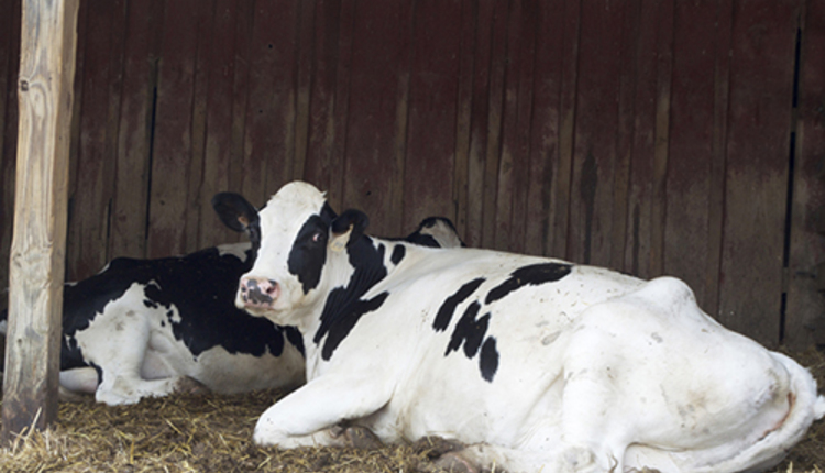 cow laying