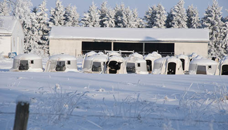 winter dairy scene