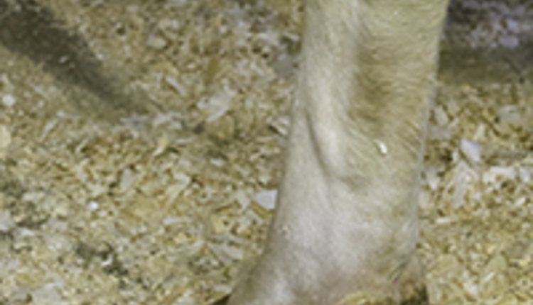 Hoof Care