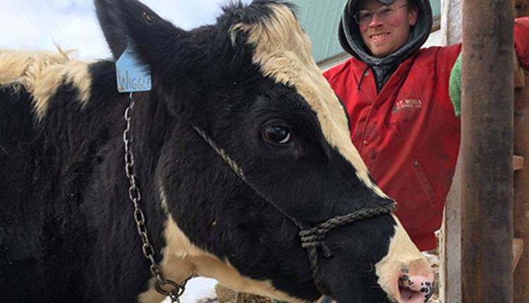 Wiggle, the cow