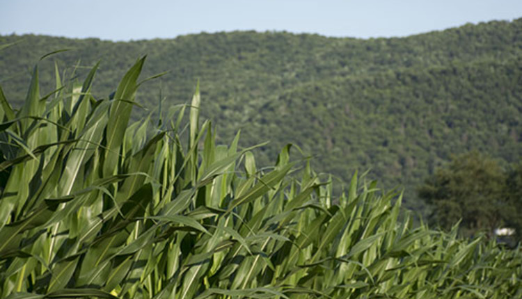 crops