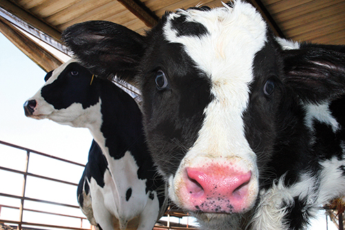 calf