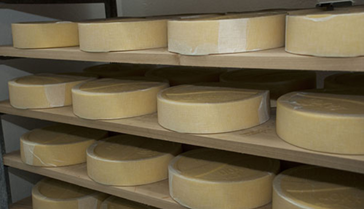 cheese